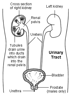 Sección transversal del tracto urinario