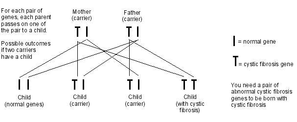 Diagrama de la herencia de la fibrosis quística