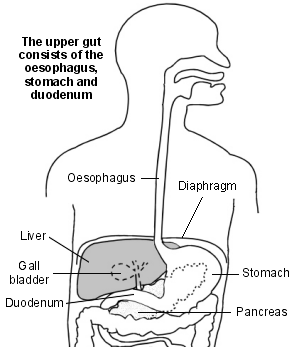 Intestino superior y órganos cercanos
