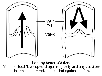 Válvulas venosas normales