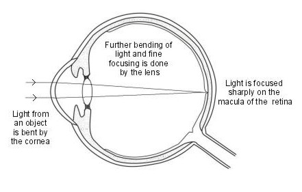 enfoque ocular 