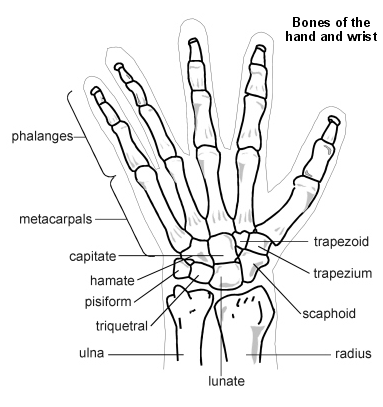 Huesos de la mano y la muñeca