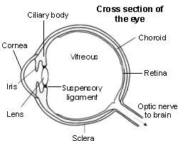 Ojo