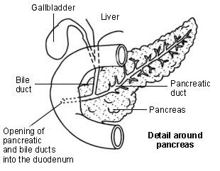 Diagrama que muestra los detalles alrededor del páncreas