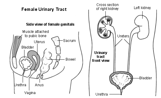 Vista lateral de los genitales femeninos y diagrama transversal de las vías urinarias