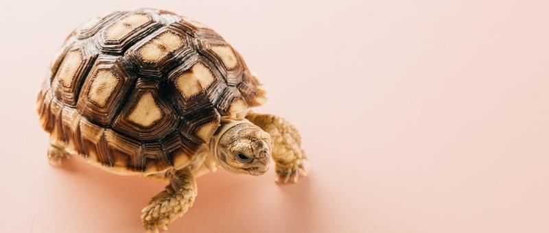 Tortuga sobre fondo rosa.