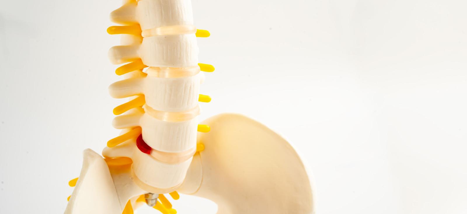 A close up of a skeletal model.