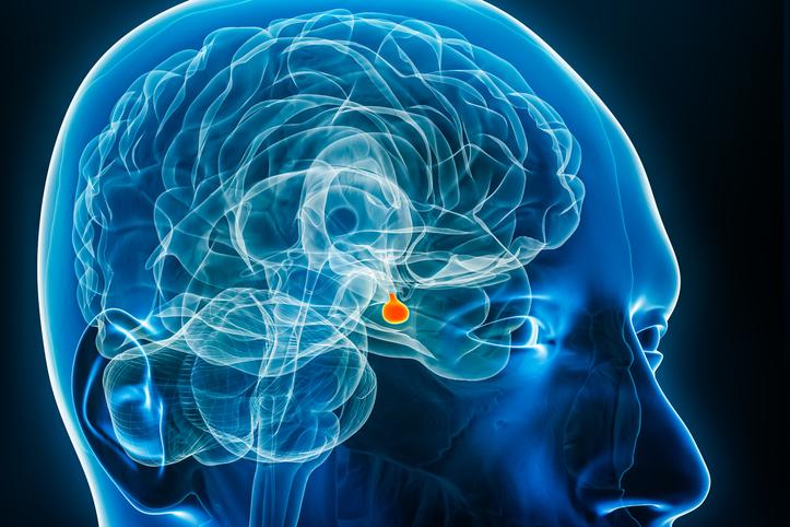Glándula pituitaria