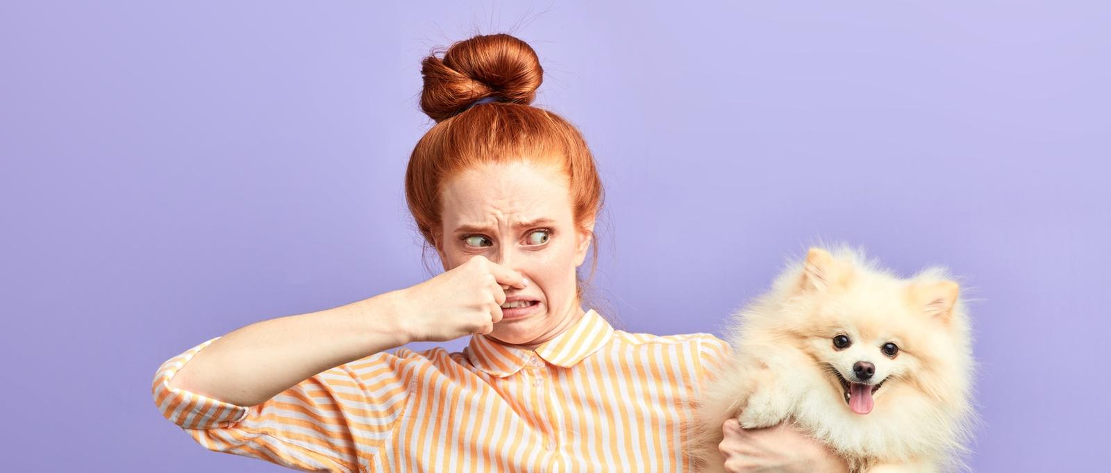 chica frustrada enojado cerrar la nariz con los dedos, sosteniendo perro apestoso. retrato de cerca, fondo azul aislado
