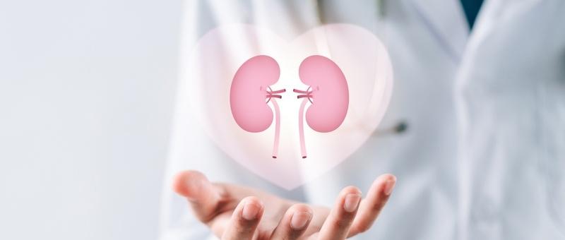 Mano de profesional médico sosteniendo una proyección holográfica de riñones rosas dentro de una forma de corazón.