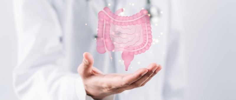 Mano de profesional médico sosteniendo un holograma digital del sistema intestinal humano en rosa sobre fondo blanco.