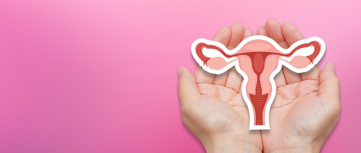 Aparato reproductor femenino. Manos sujetando el útero.