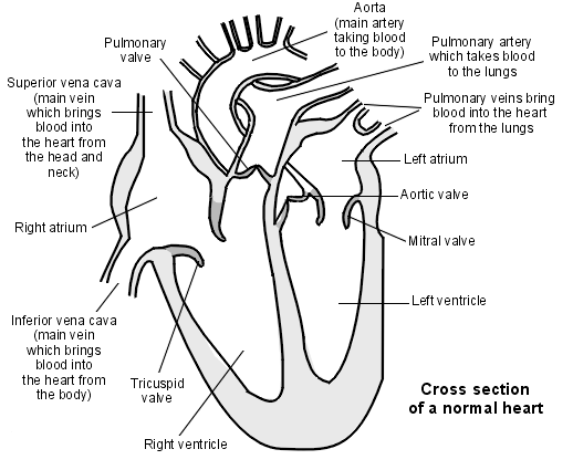 Corte transversal de un corazón normal