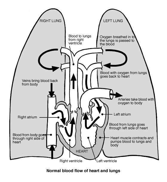 circulación cardiopulmonar