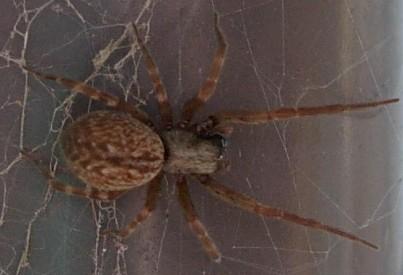 ARAÑA NEGRA DE VENTANA