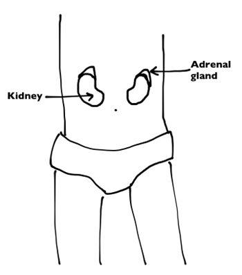 Imagen de la adrenarquia