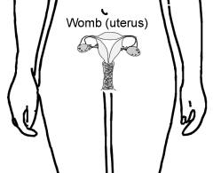 Órganos reproductores femeninos