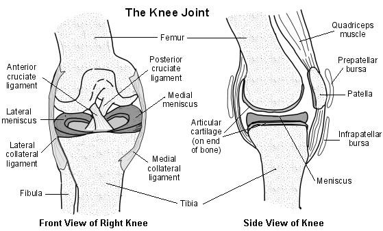 Sección transversal de una articulación de rodilla normal