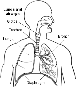 Hipo: pulmones y vías respiratorias con glotis y diafragma