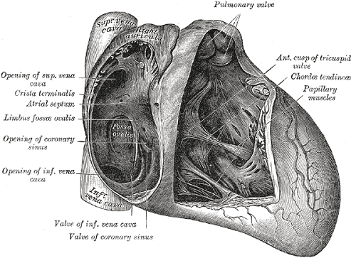 tabique interauricular