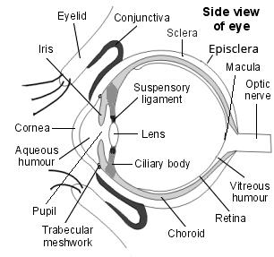 Vista lateral de la estructura del ojo para entender el daltonismo