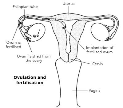 diagrama del aparato reproductor femenino