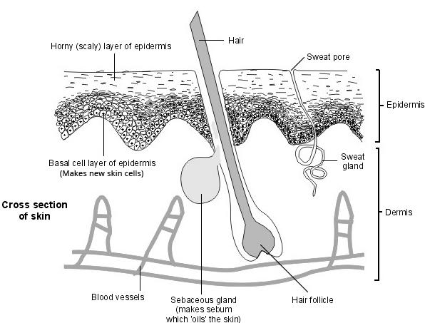 Piel - sección transversal