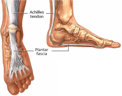 Fascia plantar y tendón de Aquiles