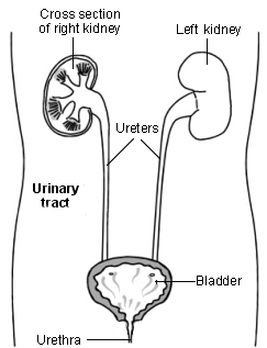 ITU en niños: Esquema transversal de las vías urinarias