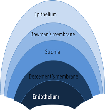 Estructura corneal