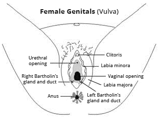 diagrama del aparato reproductor femenino