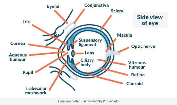 Vista lateral del ojo