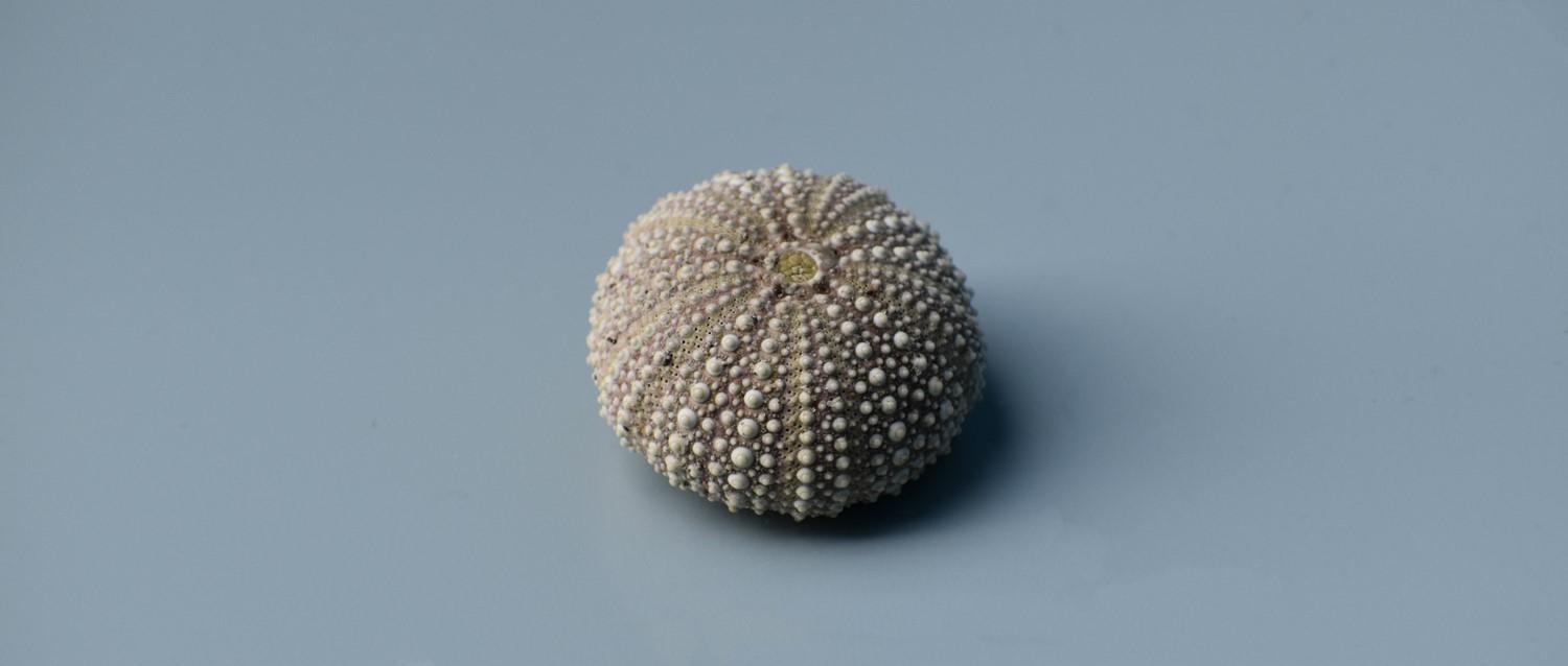 ampolla de herpes