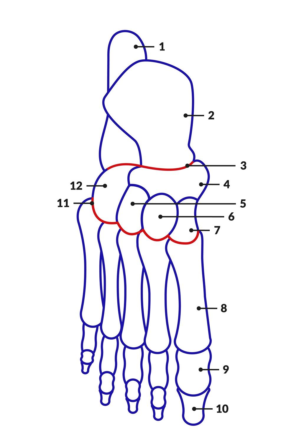 anatomía del pie