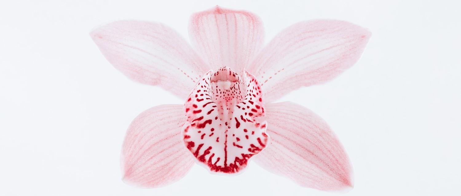 Delicada flor de orquídea rosa con el centro moteado de rojo sobre fondo blanco