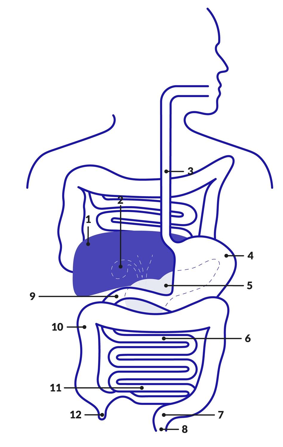 sección transversal del intestino