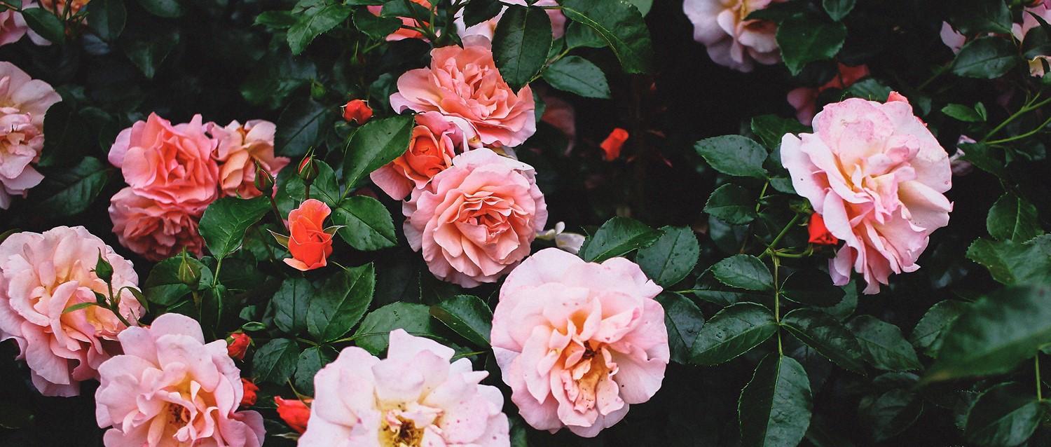 coágulos sanguíneos