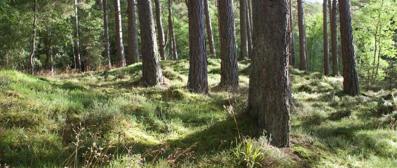 Aumenta la enfermedad de Lyme