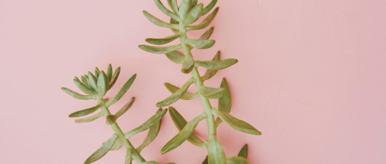 planta
