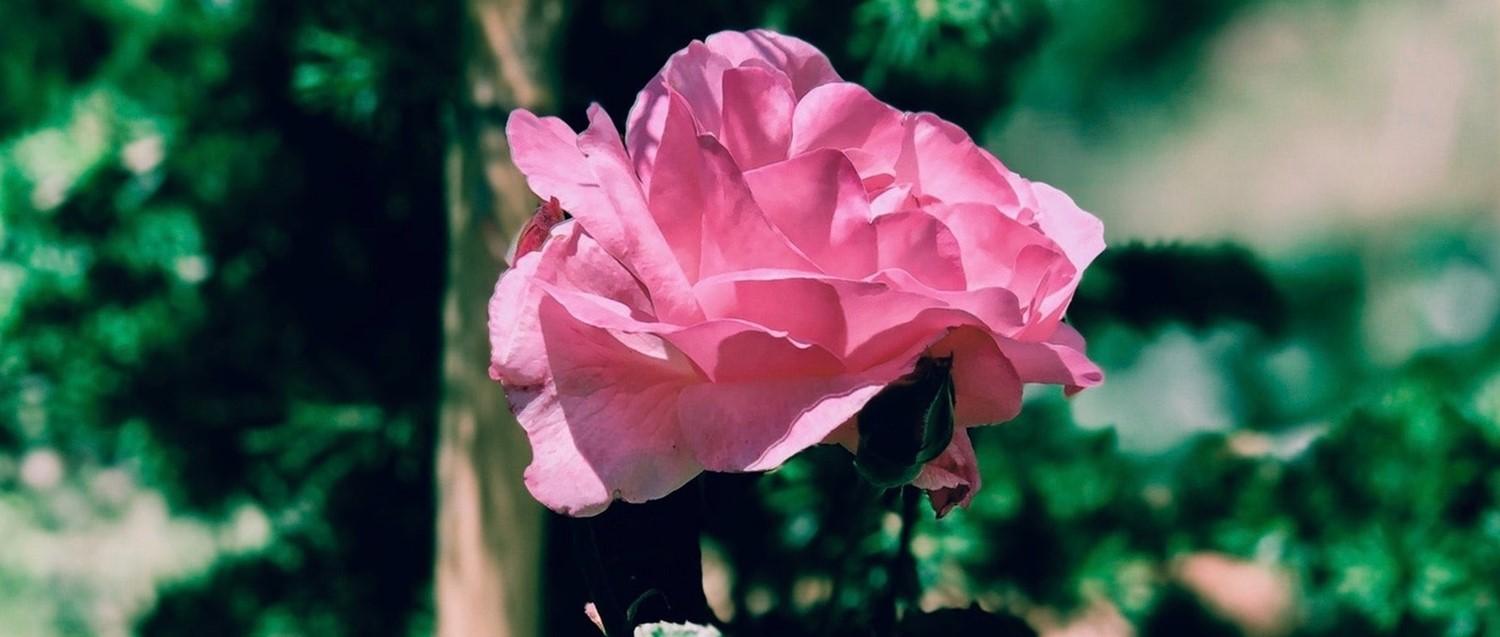 Labioplastias: ¿qué son y son necesarias desde el punto de vista médico?