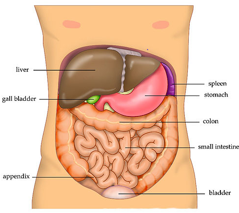 Anatomía del abdomen humano