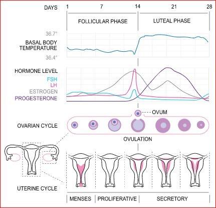 Ciclo menstrual