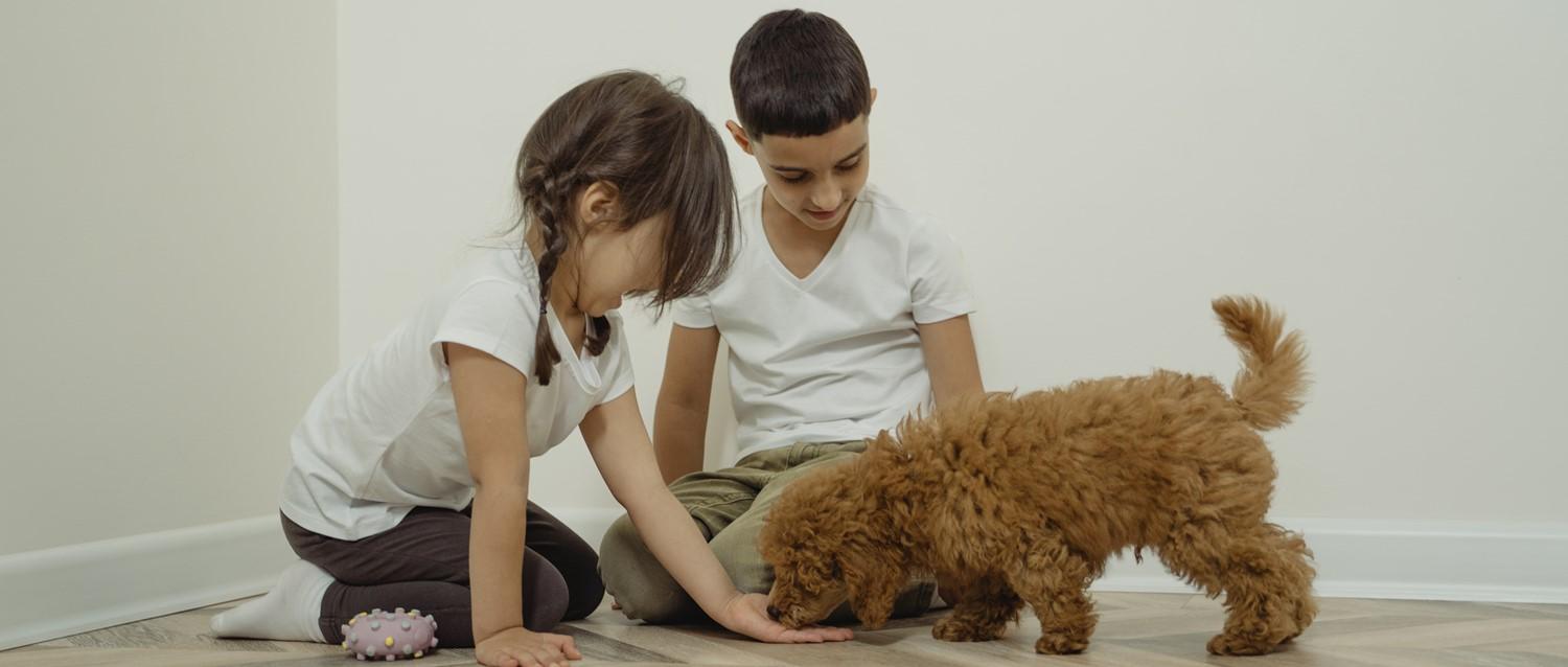 ¿Cómo pueden ayudar los perros a las familias con niños autistas?