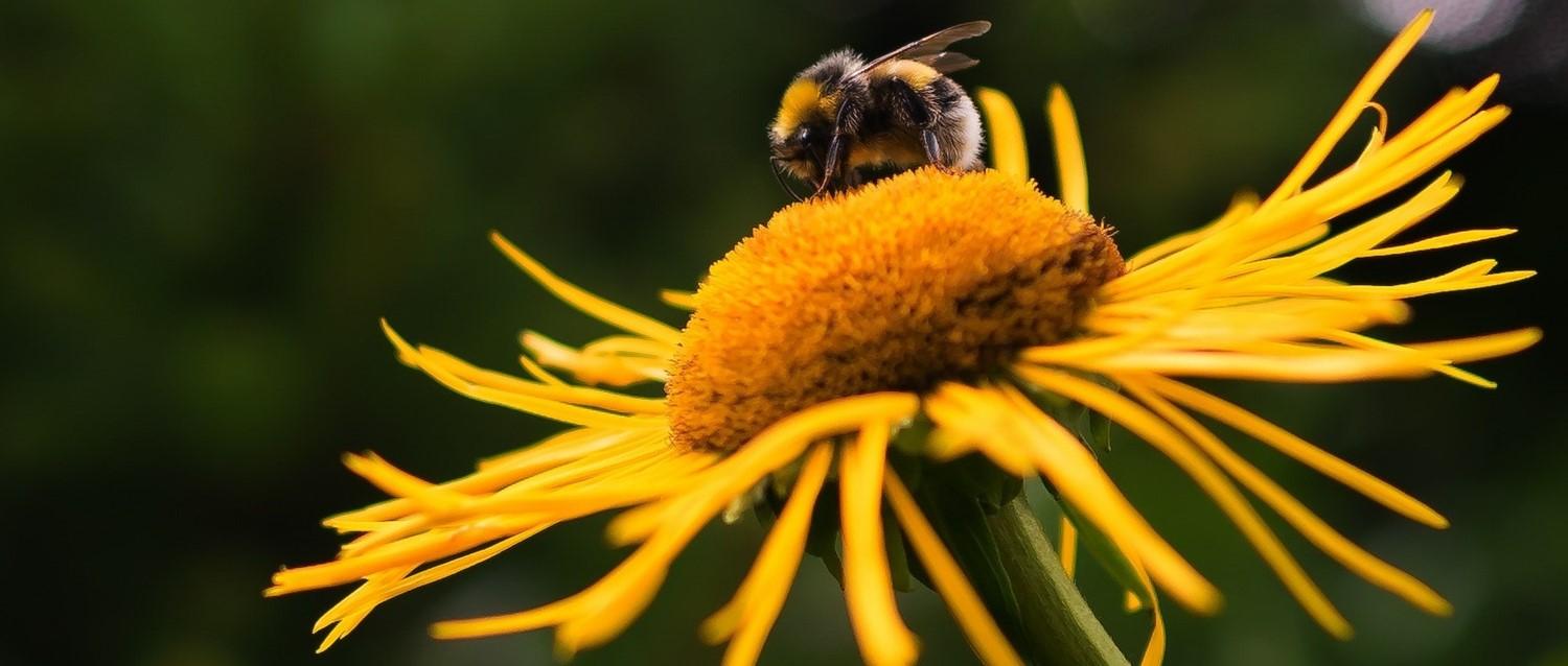Beneficios de las abejas