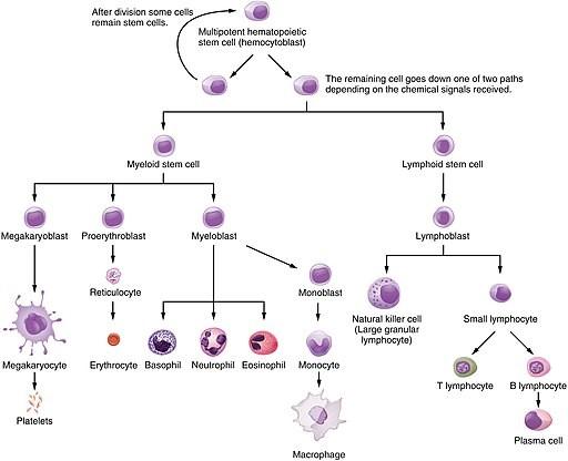 Sistema hematopoyético de la médula ósea
