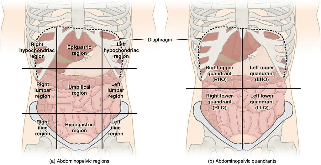 Regiones del cuadrante abdominal